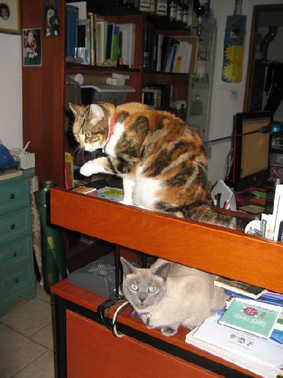 2007-12 Saphir 039.jpg